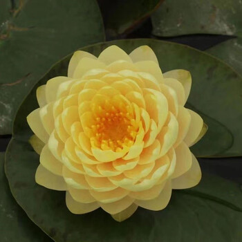 睡莲精品大型耐寒水池塘带花苞盆栽根块茎培植物卉庭院观赏阳台小