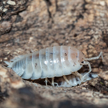vieruodis迷你宠物鼠妇潮虫奶牛橘化雪白海星白侏儒宠物观察实验环境