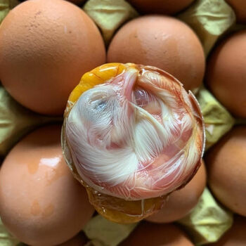 mpdq【顺丰】农家新鲜毛蛋生毛鸡蛋批发鸡胚蛋旺蛋喜蛋凤凰蛋 40只装