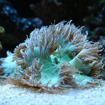 达泽侠尼罗河活体珊瑚小丑鱼共生海水鱼缸观赏快递包活lps珊瑚尼罗河