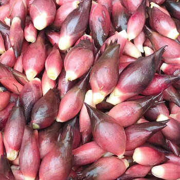 洋荷新鲜现摘阳荷姜州野良姜阳和洋藿野生时令蔬菜露天农家自种 250g