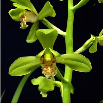 兰花苗开花浓香型兰花大一品蕙兰盆栽室内美观花卉绿植花卉植物大一品