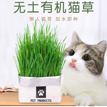 猫草种子猫零食猫咪助消化猫薄荷去毛球天然猫草盆种植套装送猫薄荷棒棒糖猫草1袋装 图片价格品牌报价 京东