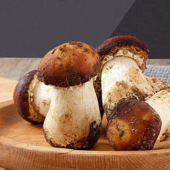 果杰新鲜姬松茸500g云南赤松茸新鲜蘑菇香格里拉球盖菌火锅煲汤食材鲜