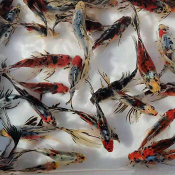 五花草金魚冷水觀賞魚活體紅蘭花鯉魚藍黑紅草金淡水錦鯉錦鯽好養 12