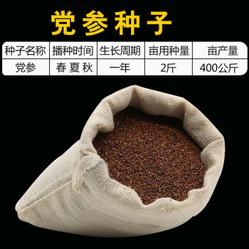 药材党参种子党种籽四季播种 党参种子100克