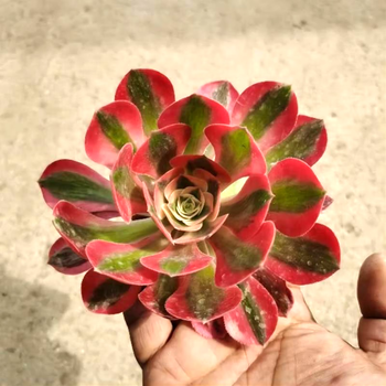 姬卉多肉植物法师粉女巫红覆轮万圣节黑金刚黑铜壶缀化大颗手捧花老桩