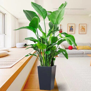 大盆栽植物室内大型天堂鸟鹤望兰绿植客厅网红净化空气北欧真绿植