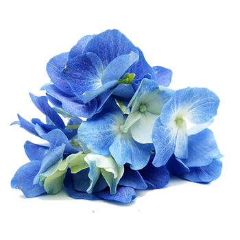 顺丰 新鲜可食用花西餐摆盘装饰蓝绣球花100朵 图片价格品牌报价 京东 顺丰 新鲜可食用花西餐摆盘装饰蓝绣球花100朵 图片价格品牌报价 京东