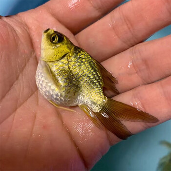 熊猫蝴蝶鲤冷水观赏鱼大长尾台湾纯种红蝴蝶鲤球体锦鲤鱼苗活体 重