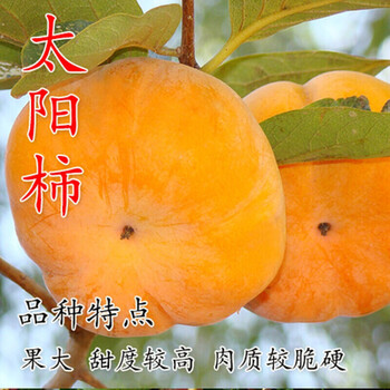 柿子苗果树苗柿子树苗甜柿阳丰柿子不涩口味甜嫁接柿子树苗磨盘柿子苗大柿子苗太阳柿六年苗 图片价格品牌报价 京东