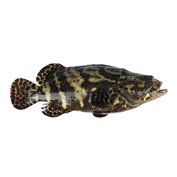 广西北海深海捕捞鲜活龙胆石斑鱼珍珠斑鲜活速冻 1.4-1.6斤/条 2条装