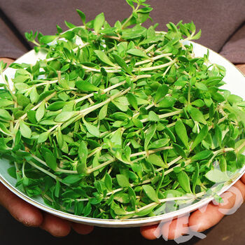 垂盆草垂盘草草驱蚊草蚊虫叮咬花卉绿植盆栽2022新款 垂盆草嫩头一斤