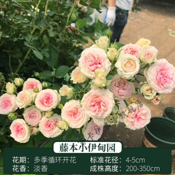 薔薇花爬藤四季開花庭院藤本月季花苗大花爬牆植物花卉盆栽玫瑰d2 藤