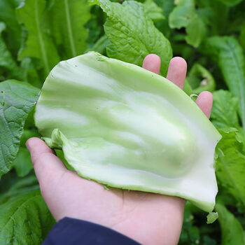 四川特产奶奶菜大叶青菜青菜邦新鲜泡青菜青菜梗包包青菜泡酸菜 净重5