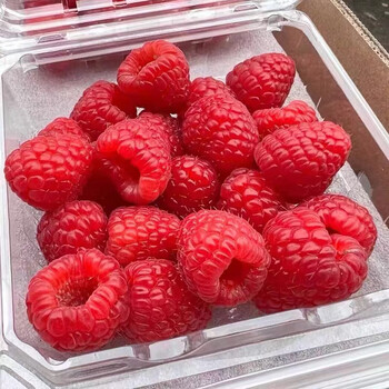 顺丰 新鲜云南怡颗树莓红树莓山莓大果每盒125克稀少水果 大果 18