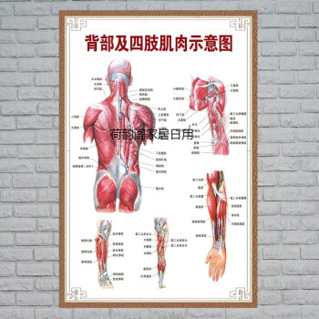 人體內臟解剖圖系統示意圖醫學宣傳掛圖肌肉骨骼分佈圖中醫院海報背部