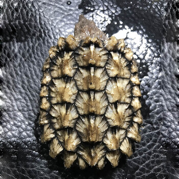 黄金大鳄 单只装 5一6cm