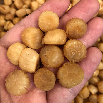 150头大连元贝500克鲜活大元贝干扇贝200头瑶柱干贝干货300头 300头