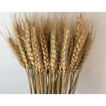 玉米大蒜辣椒串假蔬菜土菜馆农家乐装饰品饭店挂饰 杏色 麦穗100支