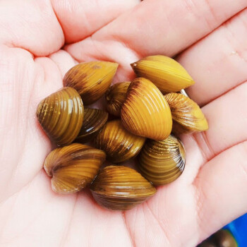 溪蜆小河蚌黃金蜆貝殼淨水鮮活觀賞螺淡水冷水魚缸除藻綠水除垃圾樸彩