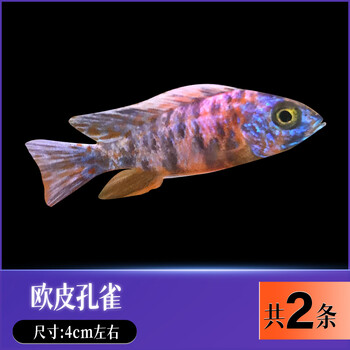 深蓝色 中-ob孔雀2条【图片 价格 品牌 报价】-京东