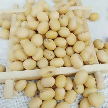 哺食旺山东笨黄豆老品种新黄豆5斤农家自产打豆浆椭圆大豆