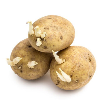 恩施小土豆种子高山老品种马尔科农家自留洋芋马铃薯种 1500g