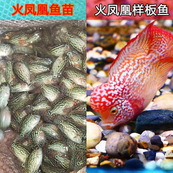 进口精品火凤凰罗汉苗2-4厘米