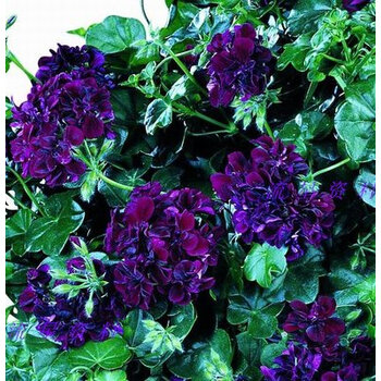 天竺葵花苗 盆栽天竺葵苗四季开花阳台庭院室内盆栽花卉 深紫色 紫风