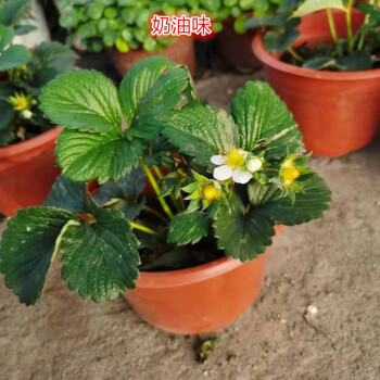 姜芮盆栽苗花卉串根植物四季開花可食用陽臺庭院吸奶油草莓不含盆