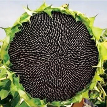 向日葵种子高产瓜子种大粒向日葵种子原种大型食用向日