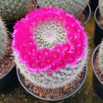 萌卉植玉翁开花仙人球阳台办公室室内盆栽仙人掌多肉植物耐寒易养花卉