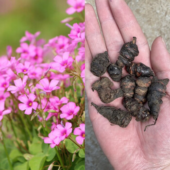 绿园花开 酢浆草种球 紫叶草 酢酱草红花草四季种植庭院阳台室内花卉