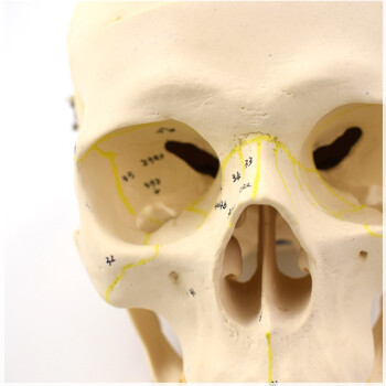 头颅骨头介绍图片图片