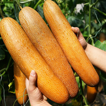 种菜记 麻皮老黄瓜种子东北麻皮老品种大黄皮黄瓜种籽黄瓜种农家蔬菜