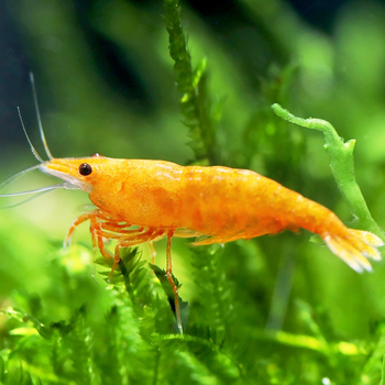 易萌观赏虾活体鱼缸除藻工具虾极火虾香吉虾鱼缸造景淡水虾香吉虾10只