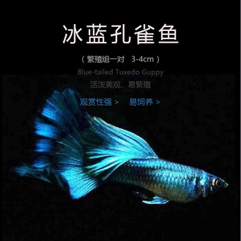 孔雀鱼活体兰草红蕾丝黄蕾丝黄礼服天空蓝大c小型热带鱼冰蓝一对亚成