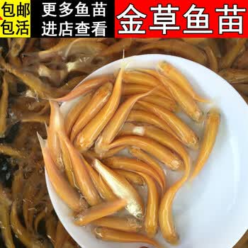 鲩鱼苗金丝草鱼快大型冷水观赏活鱼黄金草鱼苗批发 5-9cm金草鱼100条