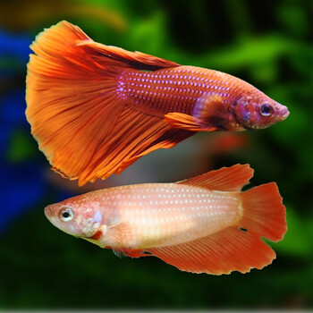 鱼多趣  泰国   办公室客厅观赏斗鱼狮王斗鱼 热带淡水鱼水族活体宠物