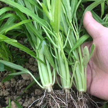正宗广西博白柳叶空心菜竹叶坡地种植空心菜白梗蕹菜带根泥发货盘