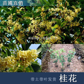 戰長沙桂花盆栽桂花樹苗四季開花濃香室內外庭院金桂四季桂名貴苗木