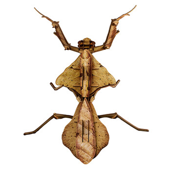 文创博物x梦巴格首套原创steamtoy昆虫纸模精美仿真科普菱背枯叶螳