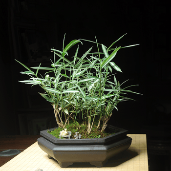 菲白竹六方紫砂盆景竹子室内绿植办公桌面创意禅意年货礼品盆栽 大盆