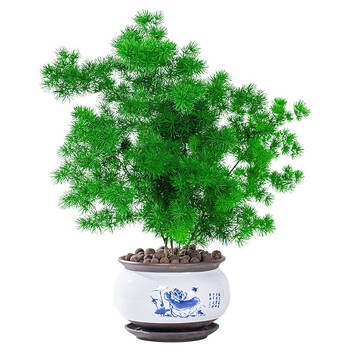 蓬莱松盆栽植物室内花卉去甲醛四季常青生肖猴桌面绿植小盆景 蓬莱松5