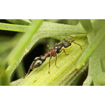 螞蟻活體蟻后異色牛頭犬蟻myrmeciavarianssp敏捷亮眼小紅點2023蟻后