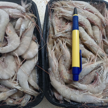 lism野生海鲜纯野生海虾红须厚壳虾深海捕捞鲜活速冻虾野生红须虾80只