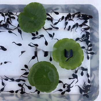 牛蛙田鸡小蝌蚪苗水族活体 批发牛蛙自产销售小蝌蚪活物 包活 300只