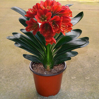 柠八君子兰花苗盆栽君子兰苗室内绿植花卉精品兰花苗当年开花君子兰盆栽苗国红当年开花8 10片叶子 图片价格品牌报价 京东