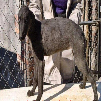 灵缇细犬猎犬灵缇犬幼犬幼崽宠物级公母均有 高品质a 母【图片 价格